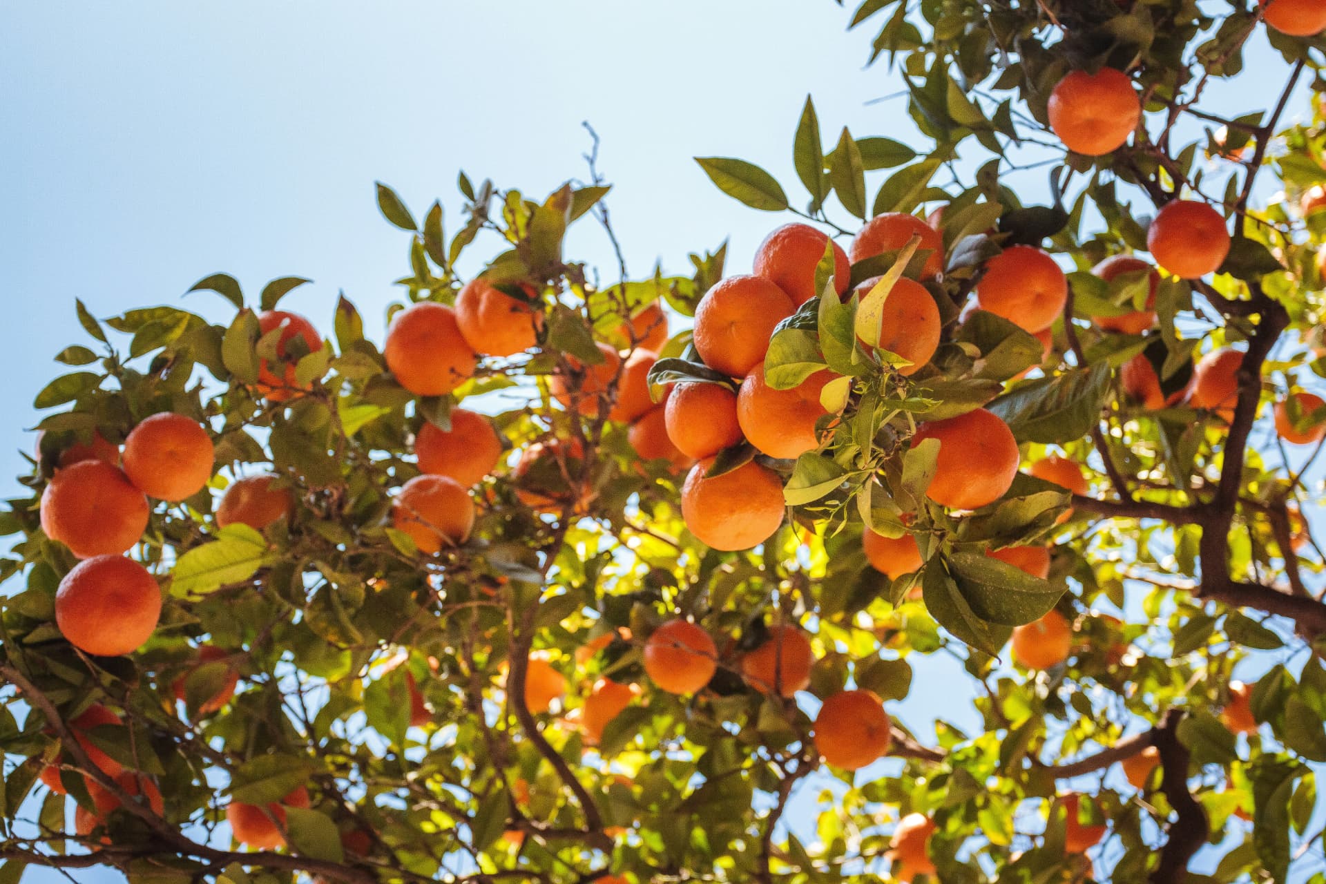 Orange tree heavy with fruit against a blue sky